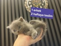 1.5 Aydan 5 Aylığa Kadar Sevimli Kedilerimize Yuva
