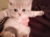 Sevimli british shorthair yavrumuz teslime hazır