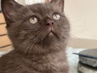 Cinnamon british shorthair