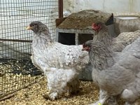 BLACK BLUE BRAHMA KULUÇKALIK YUMURTA & CİVCİV