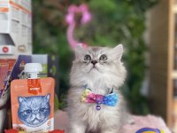 Sağlık Irk Garantili British Longhair Yavrularım