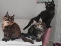 Xxl boy maine coon yavrular