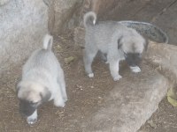 KANGAL SİVASTAN ALINIR KALİTE AYI BOĞANLAR