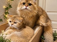 Shorthair Ve Longhair British Golden Yetişkin