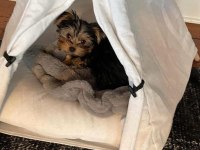 Dişi erkek yorkshire terrier