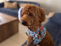 1 Yaşında Tam Bir Evcimen Küçük Poodle Kafimizi