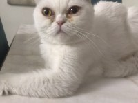 Kızımız sütlaç yeni yuvasını arıyor