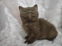 Cinnamon dişi british shorthair