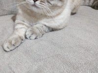 Yakışıklı oğlum scottish fold