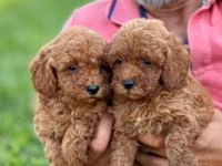 Toy poodle kıvırcık tüylü ıslak burunlar