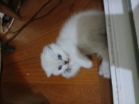 Erkek scottish fold iki aylık