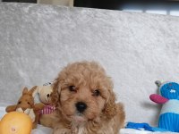Poodle Kalitesinde Maltipoo Yavrular