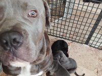 Sırbistan şampiyon torunları cane corso