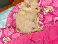 Pomeranian spitz
