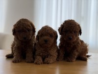 Safkan sevimli toy poodle yavrular