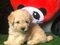 DÜNYA TATLISI MALTİPOO YAVRULARI