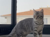 British Shorthair Silver Tabby