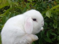 Mini lop tavşan yavruları