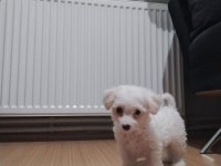 0 NUMARA MALTESE TERRİER 2 AYLIK
