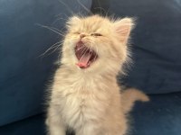Yavru British longhair Erkek
