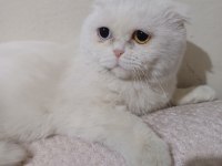 Scottish Fold Kedimiz 1 Yaşında