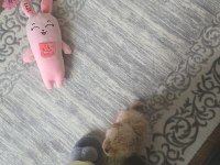Oyuncak gibi sevimli maltipoo bebeğim