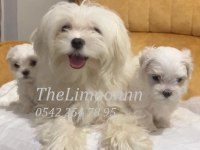 Veteriner Hekim Kontrolünde Maltese Terrier Yavruları
