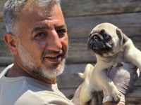 Mükemmel kalitede pug mops yavruları Burkemden
