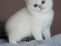 En Saf Beyaz British Shorthair NS1133