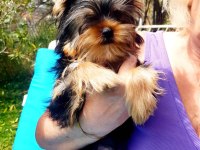 Boy kilo Garantili Orjinal A kalite Mini Yorkshire