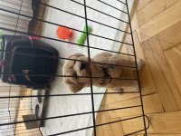 Maltipoo 55 günlük dişi uysal tüy dökmez koku yapmaz