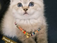 Safkan British Shorthair