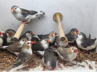 10 takım genç iri boy penguen zebra finch