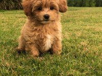 Eşsiz kalitede maltipoo yavrumuz