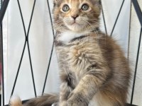 BLACK TORTİE GÜZELİ ISABELLA MAİNE COON