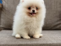 Pomeranian boo köpeğimiz orjinal