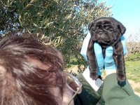 SIYAH BLACK PUG YAVRULARIMIZ