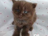 Çikolata fawn ve cinnemon bicolor kedimiz