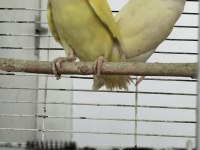 Takım sevda papağanı