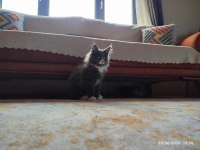 3 aylık yavru dev maine coon pasaport çip şecere