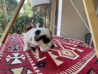 Jack russell köpeğimiz