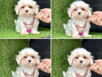 Çok tatlı teacup maltese yavrular