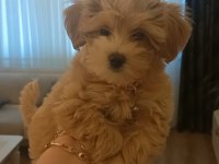 2 aylık dişi maltipoo