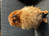 BARBİE POMERANİAN KIZIMIZ DİŞİ TUVALET EĞİTİMİ VAR