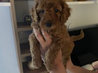 Toy poodle yavrularım orijinal ev üretimi
