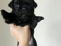 Pug mops yavruları