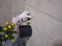 KÖPEĞİMİZDE KUSUR ARAMAYIN BULAMAZSINIZ
