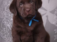 Şecereli Labrador Retriever