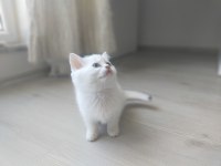 Pamuk prensesler british shorthair