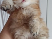 British longhair safkan ponçik